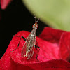 Longhorn Cactus Fly