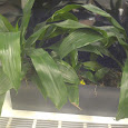 Classroom plants