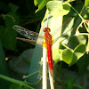 Scarlet Dragonfly