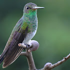 Glittering-throated Emerald