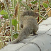 Indian Gray Mongoose  नेवला