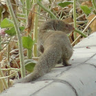 Indian Gray Mongoose  नेवला
