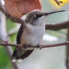Ruby-throated Hummingbird    female