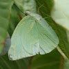 Pieridae Butterfly
