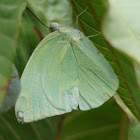 Pieridae Butterfly