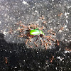 Green Beetle & Keranga