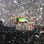 Green Beetle & Keranga