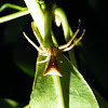 Triangular Crab Spider