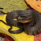 Mississippi Green Water Snake
