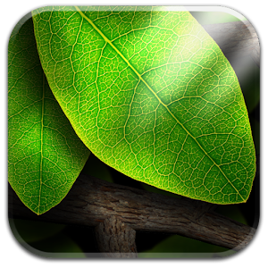 Tap Leaves Free Live Wallpaper 個人化 App LOGO-APP開箱王