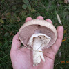 Mushroom sp.