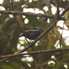 blue-necked tanager