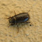 Melolontha beetle (Μηλολόνθη)
