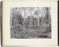 Gezicht op een rij met hoge Toealang bomen, Rinteh Estate, Sumatra (Toealang Parthie Goenoeng Rinteh Estate)
