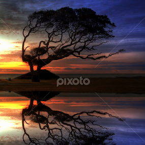 Reflection of Troubled Times by Greg Mimbs - Nature Up Close Trees & Bushes