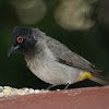 African Red-eyed Bulbul