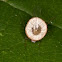 Aphid with Praon