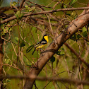 Common Iora