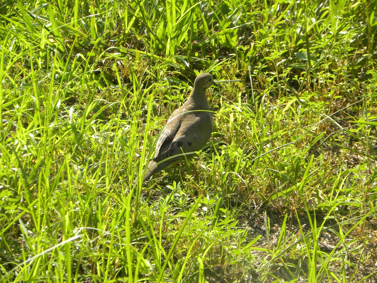 Mourning Dove