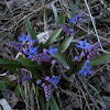 Two-leaf/Alpine squill