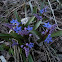 Two-leaf/Alpine squill