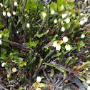 Bell Heather