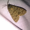  Darth Maul Moth