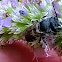 Orchard mason bee