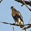 Red-Tailed Hawk (Fledglings)