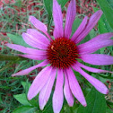 purple cone flower