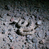 Sonoran Sidewinder