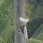 Royal Tern  winter plumage