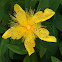 Great St. John's wort