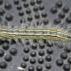 Contracted Datana Moth Larvae