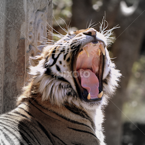 Sumatran Tiger by Milton Moreno - Animals Lions, Tigers & Big Cats