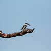 Pied Kingfisher