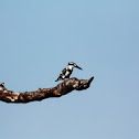 Pied Kingfisher