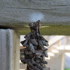 Abbot's Bagworm Moth Cacoon