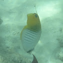 Threadfin butterflyfish