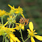 Yellowjacket Hoverfly