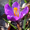 Crocus