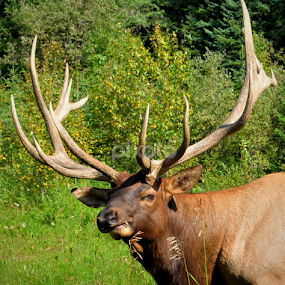 Saskatchewan Elk by Janet Gilmour-Baker - Animals Other
