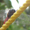 Pink Skimmer Dragonfly