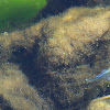 Ash Meadows Amargosa Pupfish