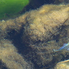 Ash Meadows Amargosa Pupfish