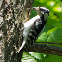 Downy Woodpecker (female, eating insect)