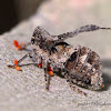 Upright-winged Planthopper
