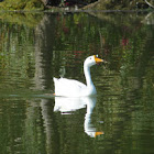 Domestic Swan Goose