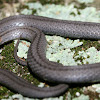 Red-Bellied Snake