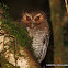 Long-whiskered Owlet